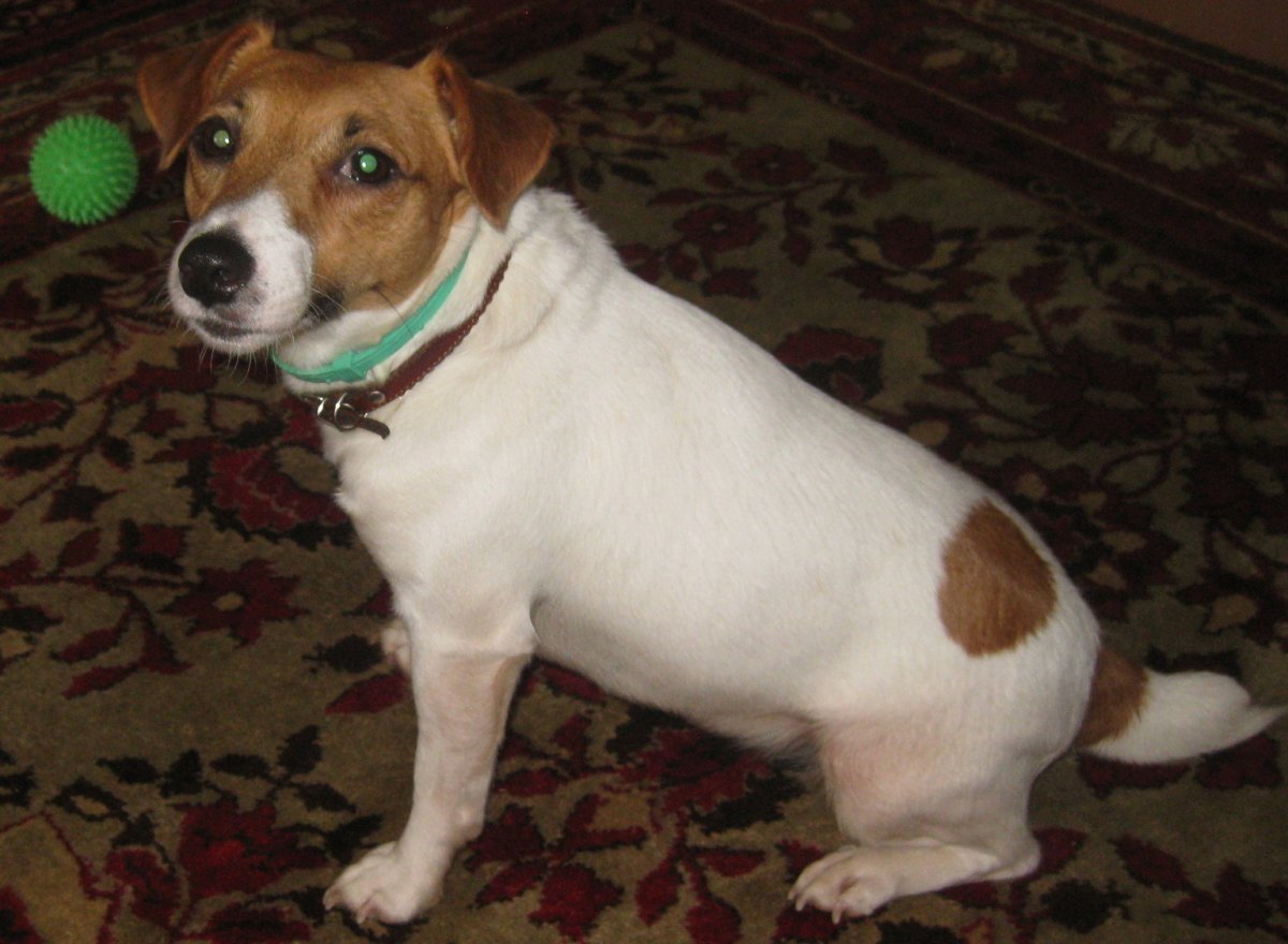 Собака Джек Рассел терьер цена в Ялуторовске