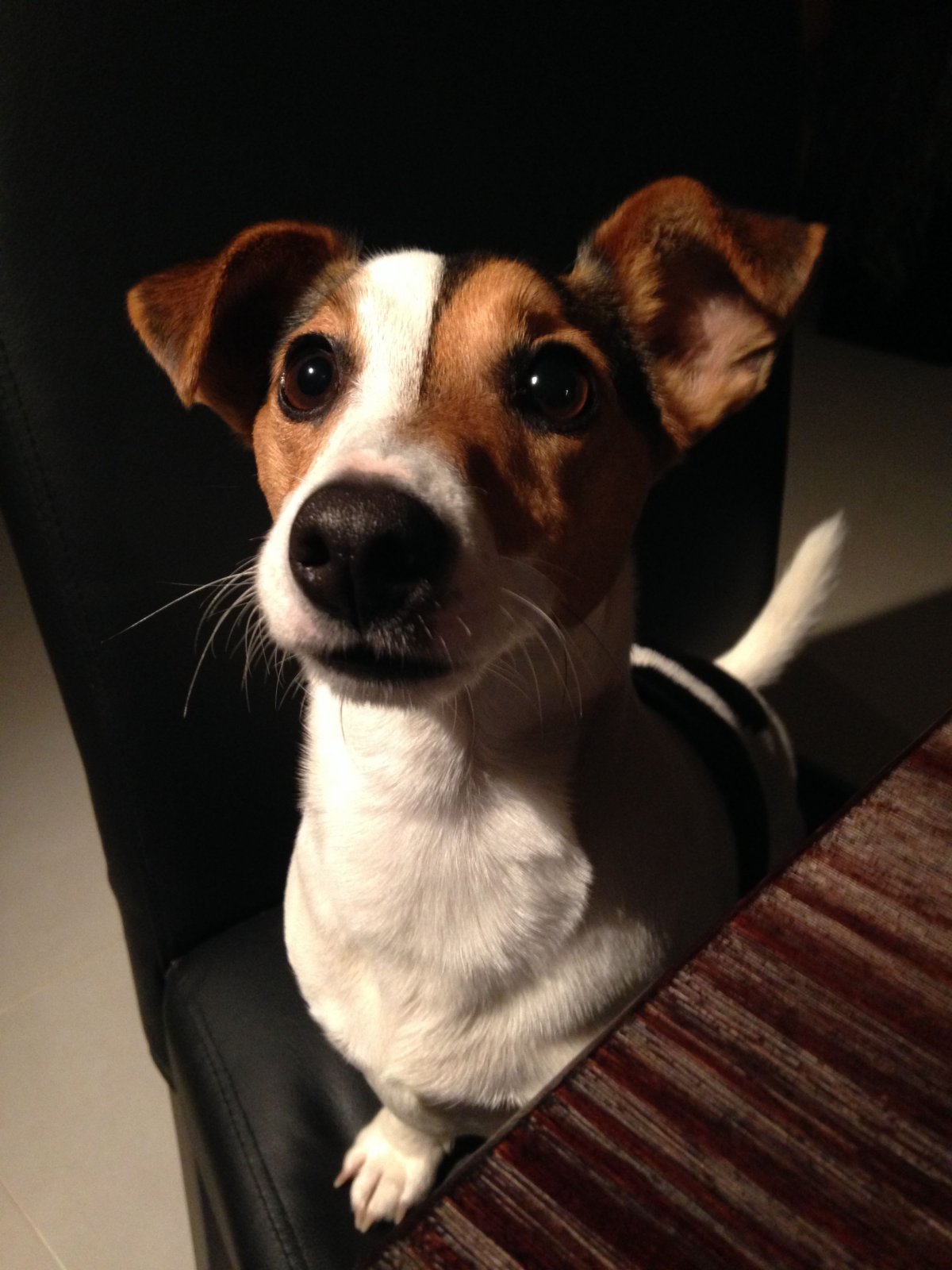 Джек Рассел терьер и дворняга смесь