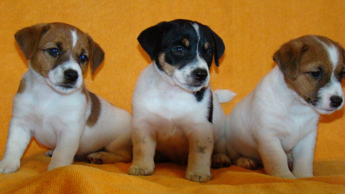 Джек-Рассел смесь с корги щенок