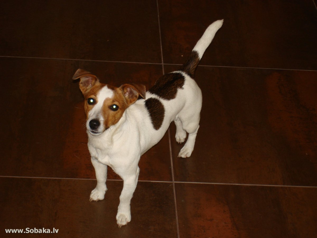 Джек-Рассел-терьер фото