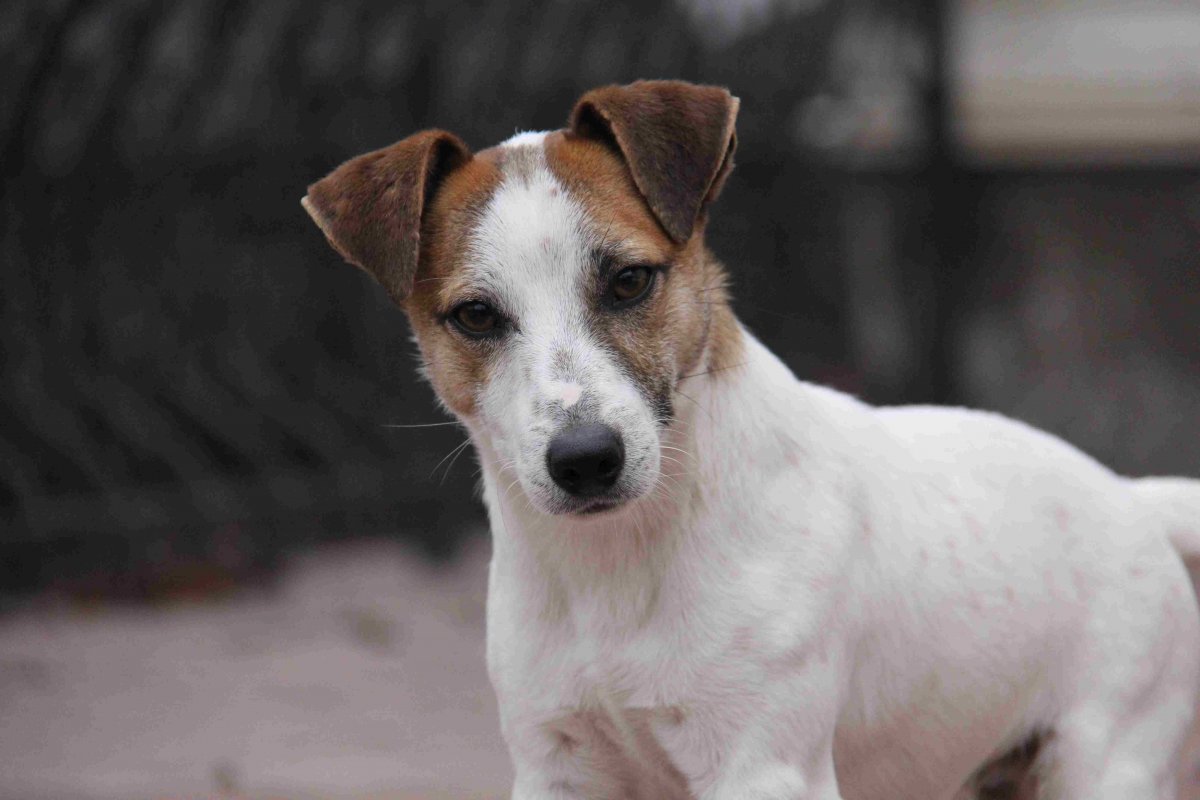 Смесь Джек Рассела и таксы черный