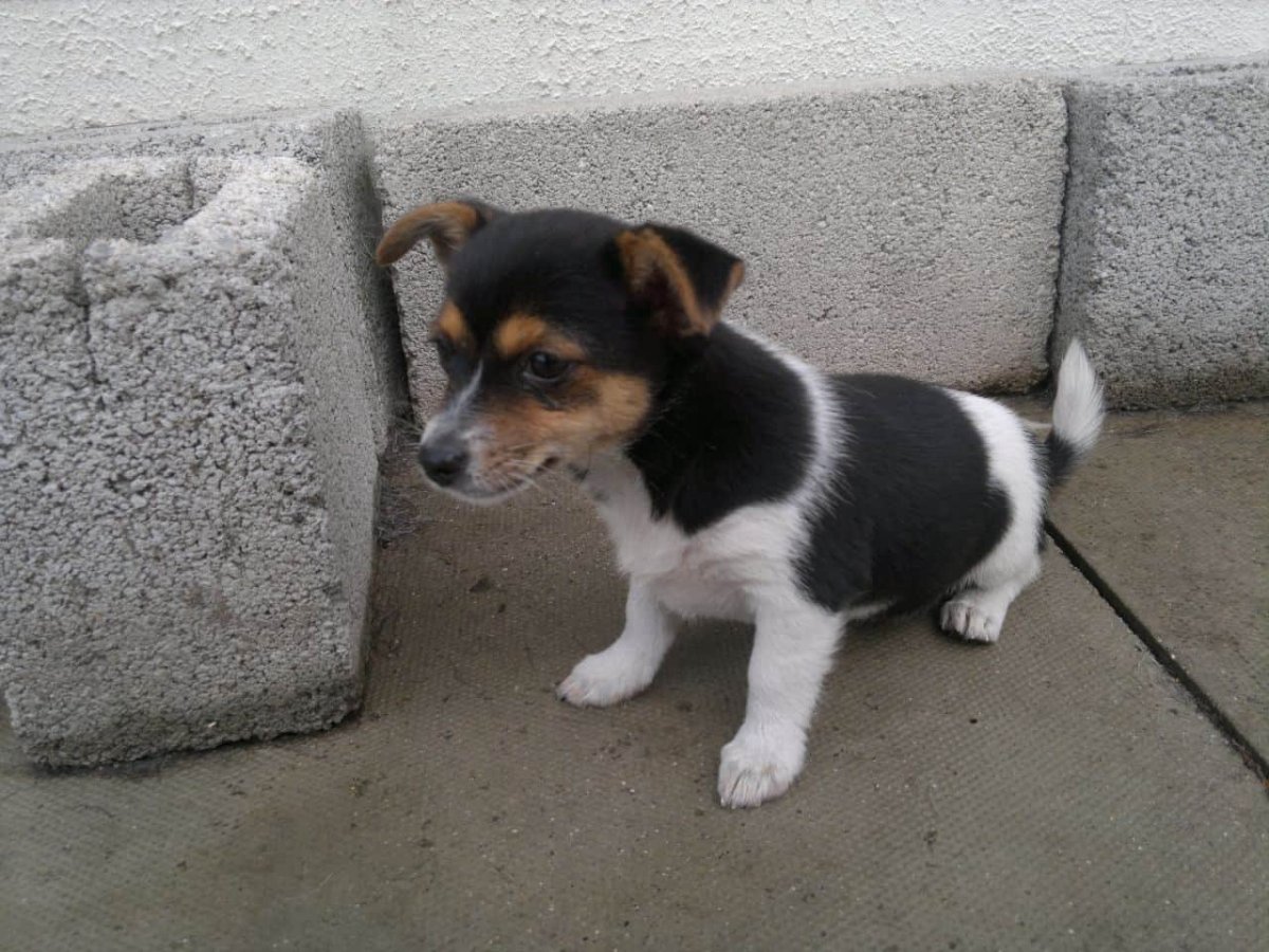 Фокстерьер гладкошерстный метис