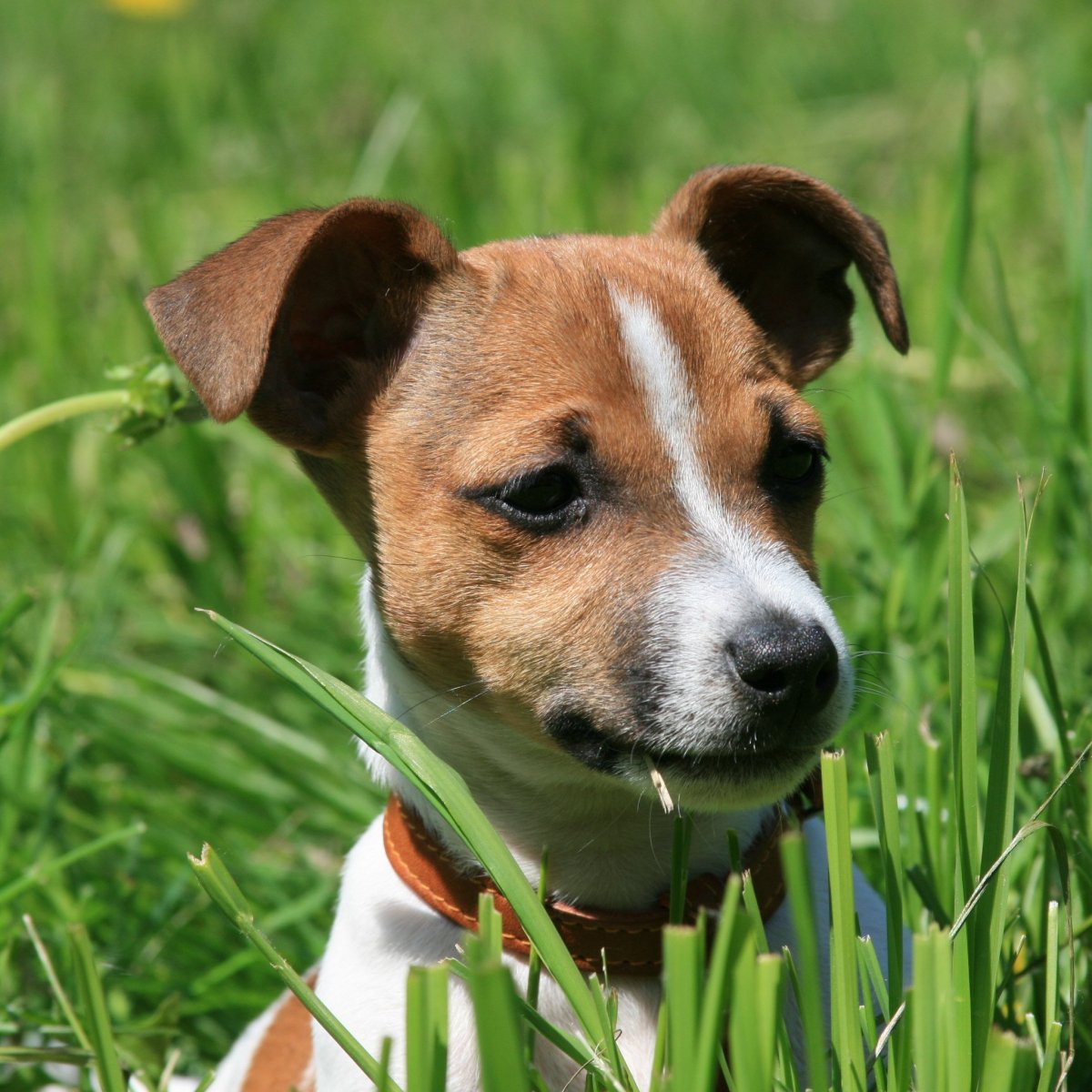 Помесь таксы и метис