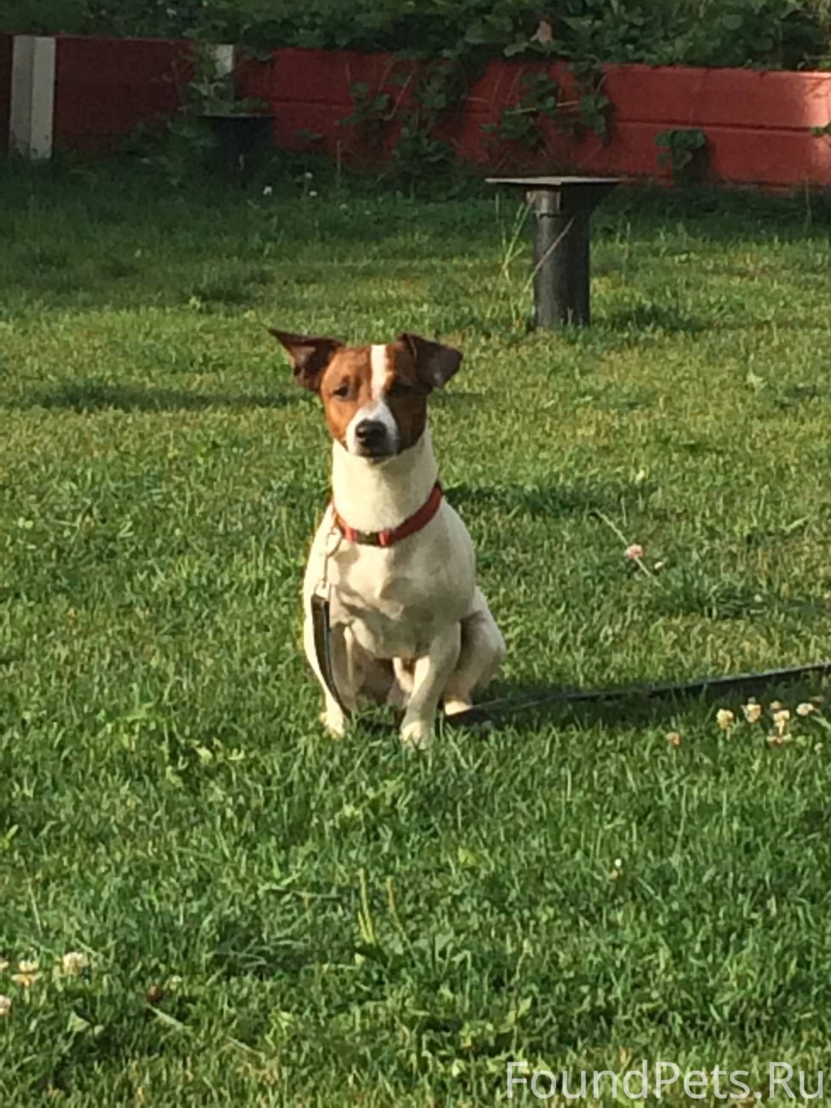 Джек Рассел 7 месяцев