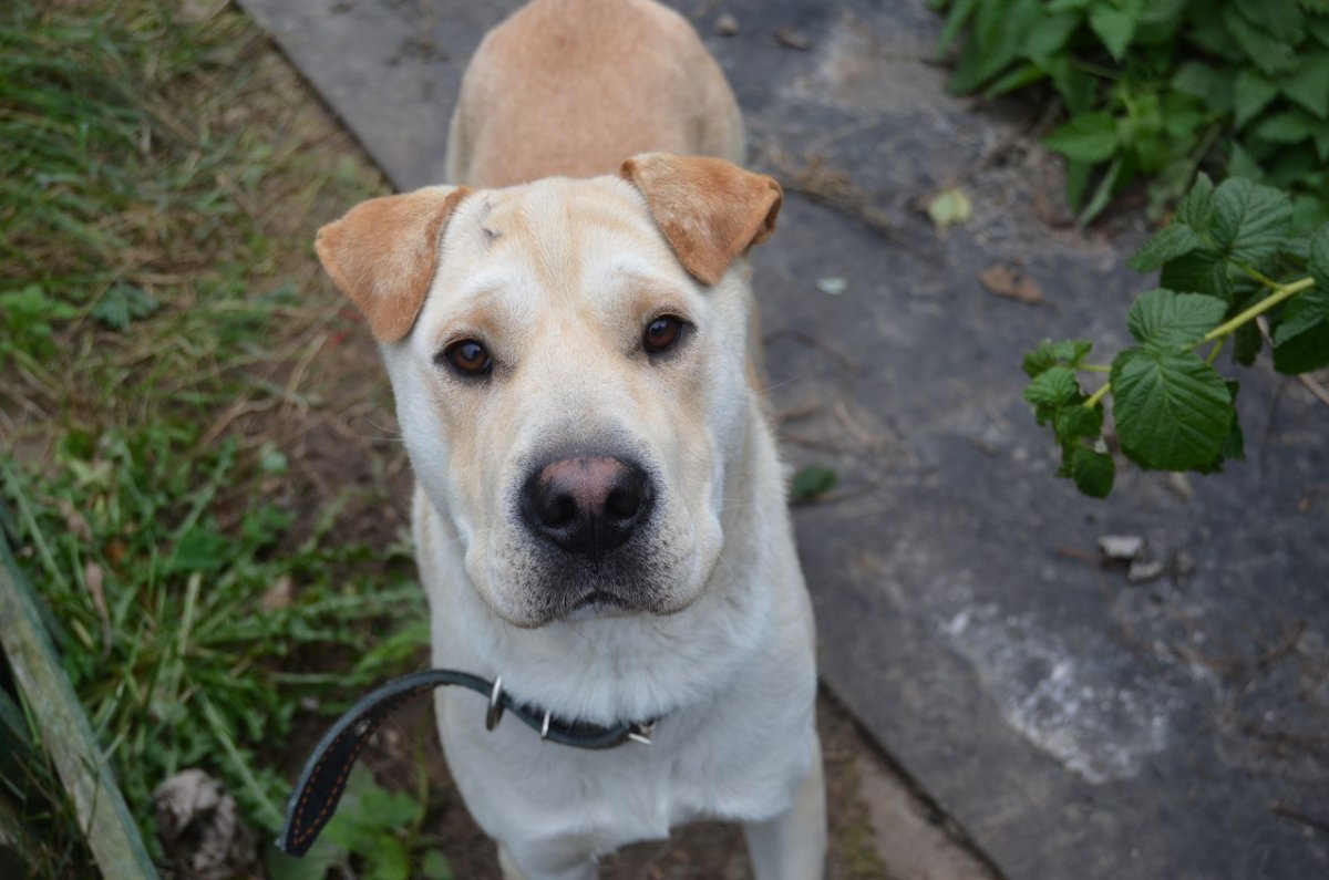 Помесь хаски и лабрадора