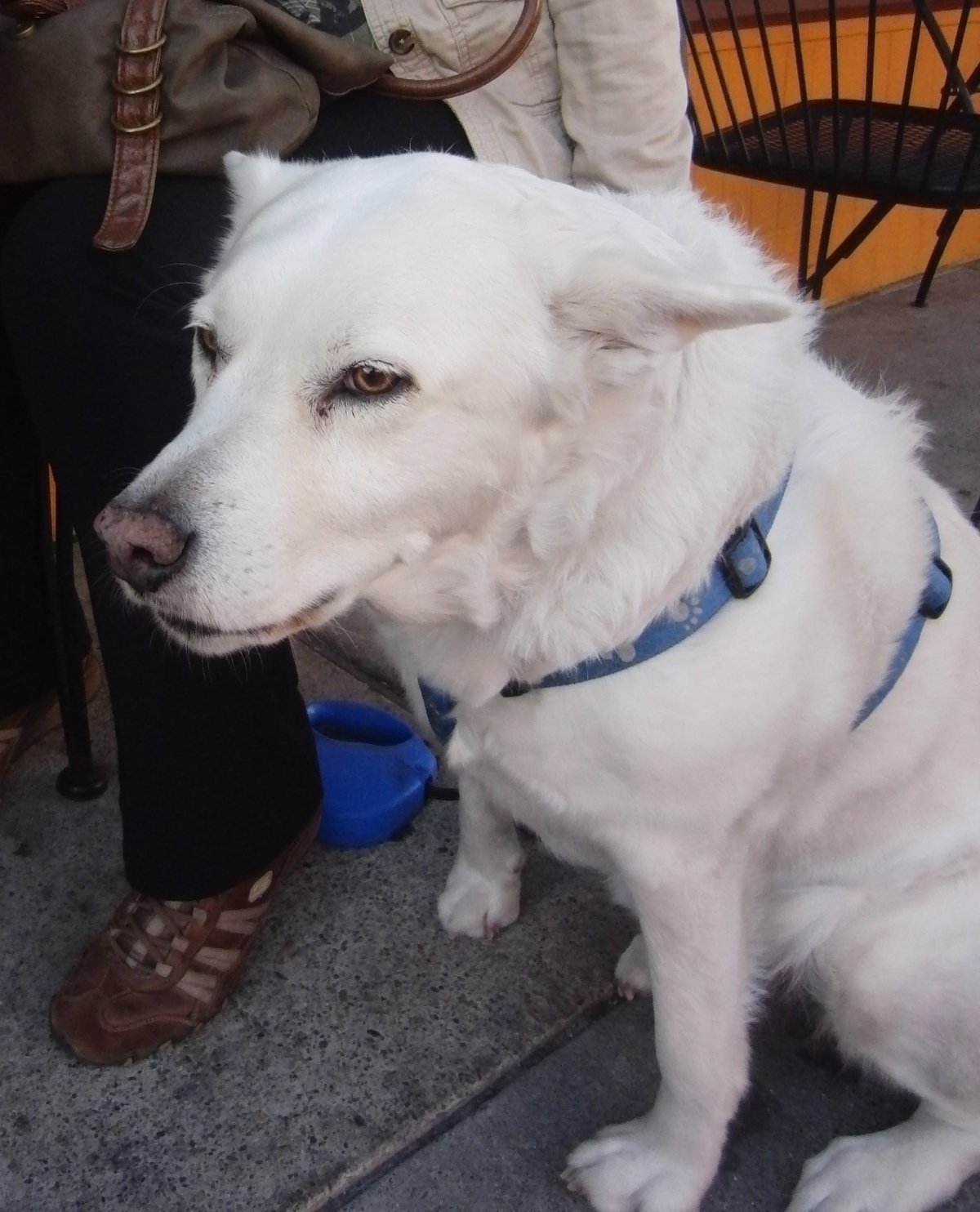 Метис лабрадора и лайки черный