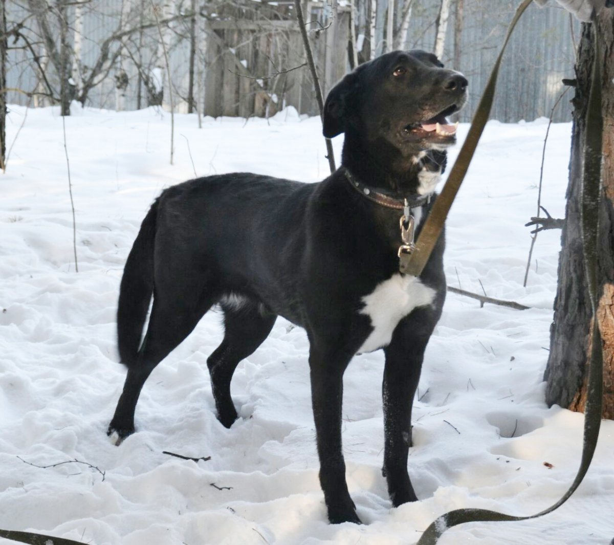Метис лабрадора и хаски