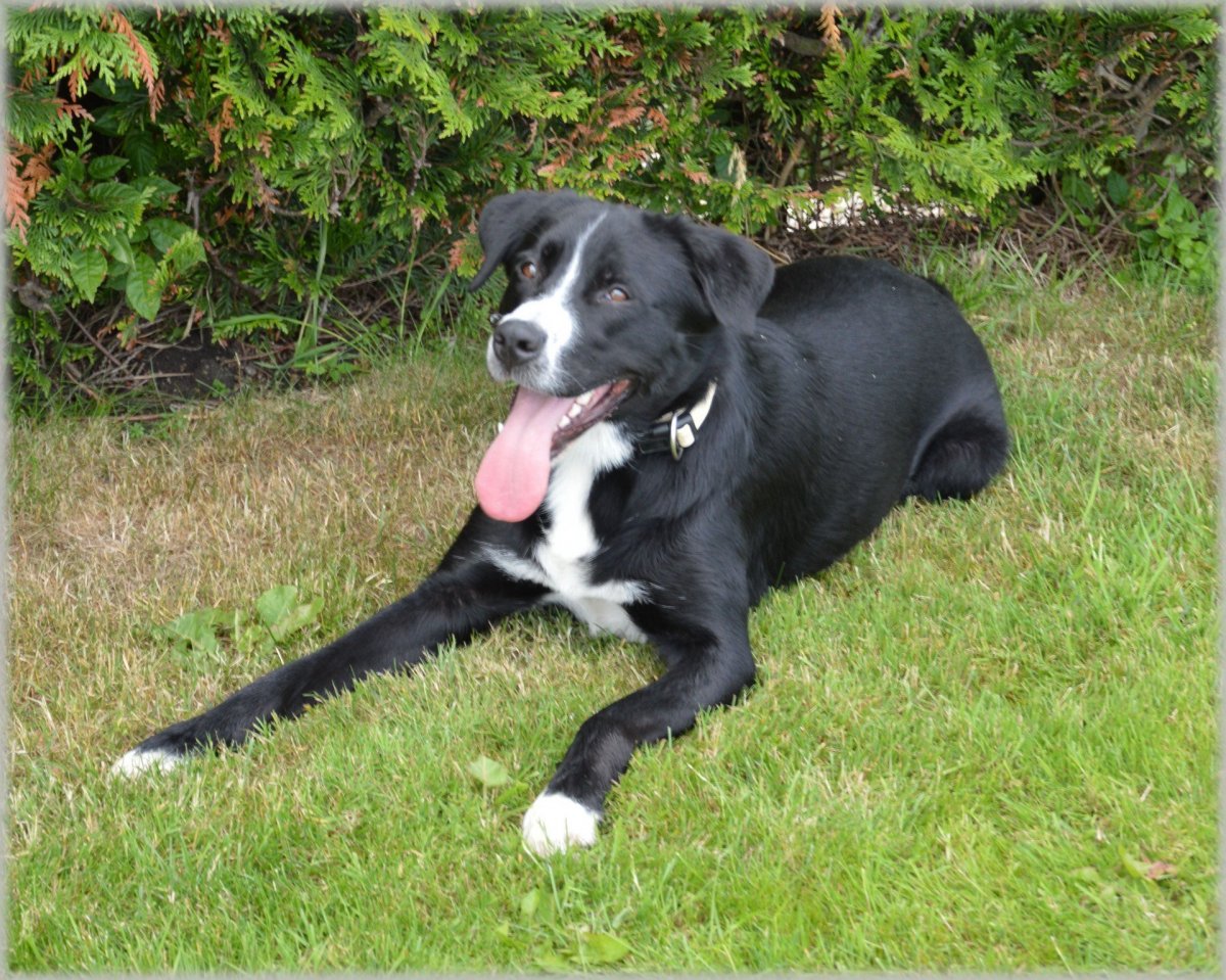 Метис лабрадора и пойнтера