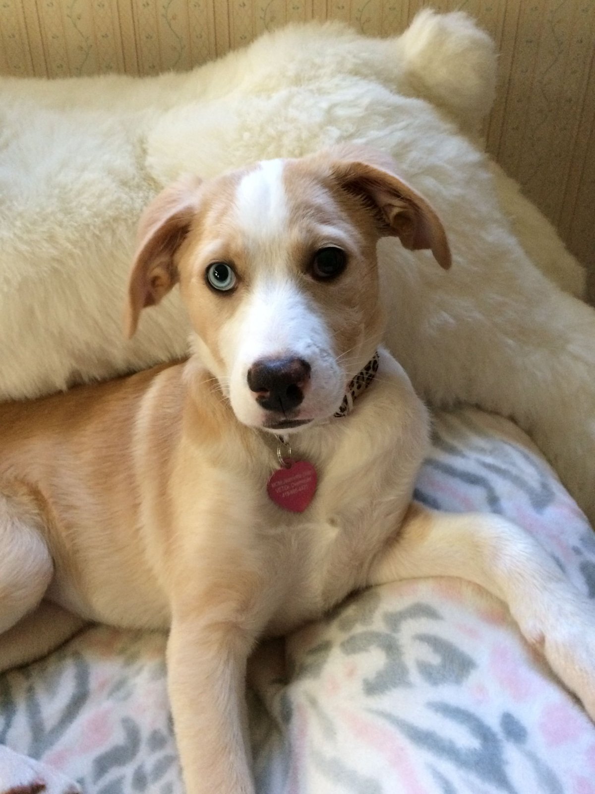 Метис акиты и лабрадора