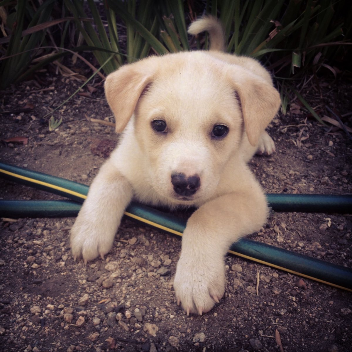 Метис лабрадора и хаски