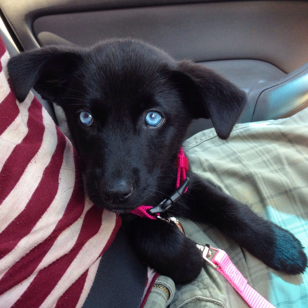 Собака блонди1ская боронка