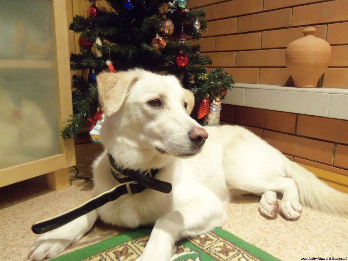 Метис лабрадора и хаски