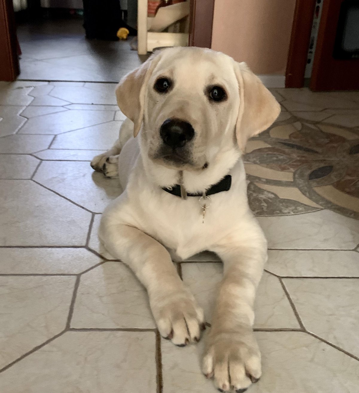 Лабрадор метис белый крапчатый