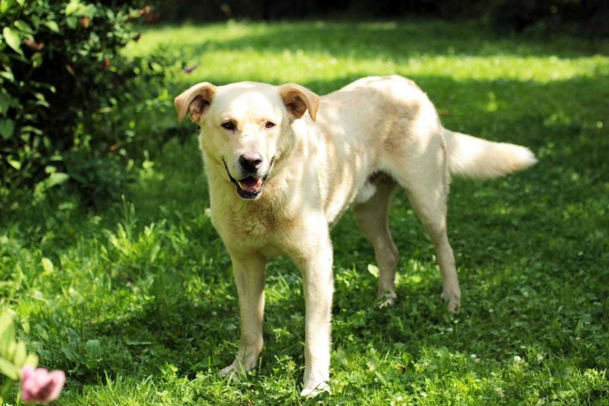 Метис лабрадора и хаски