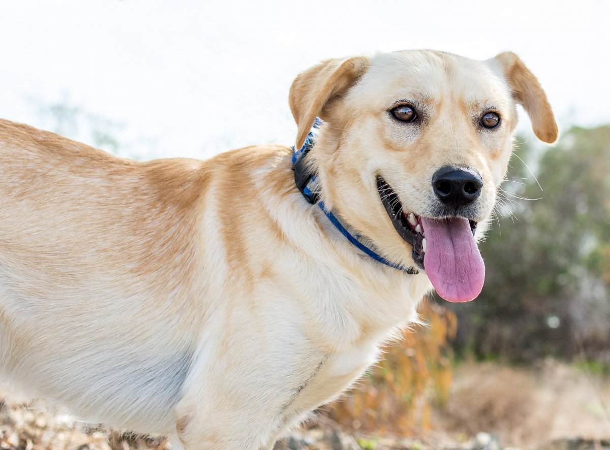 Лабрадор метис черный