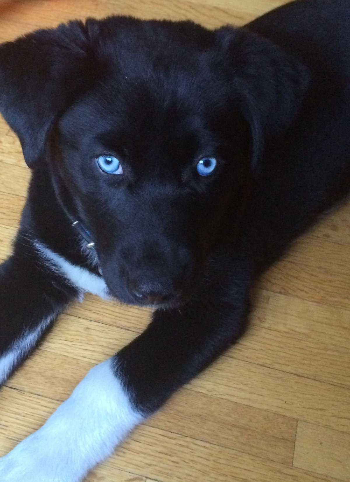 Метис лабрадора и лайки