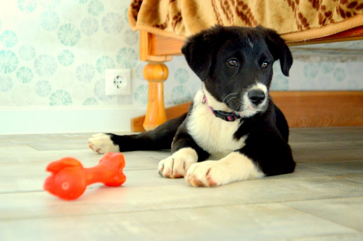 Метис лабрадора и хаски