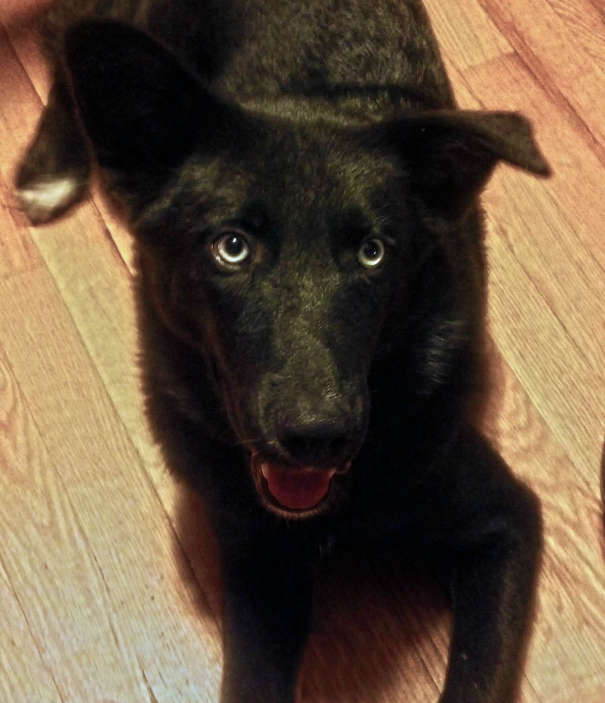 Лабрадор ретривер метис датского дога.