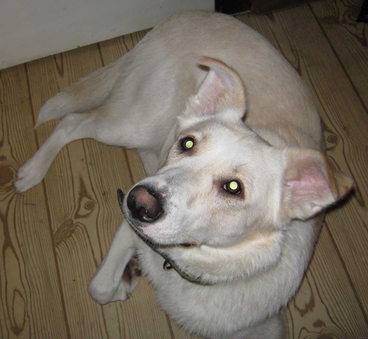 Лабрадор метис черный