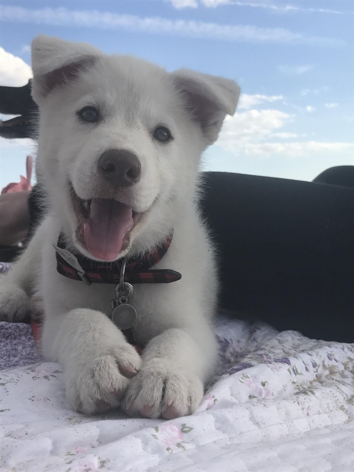 Смесь лабрадора и хаски