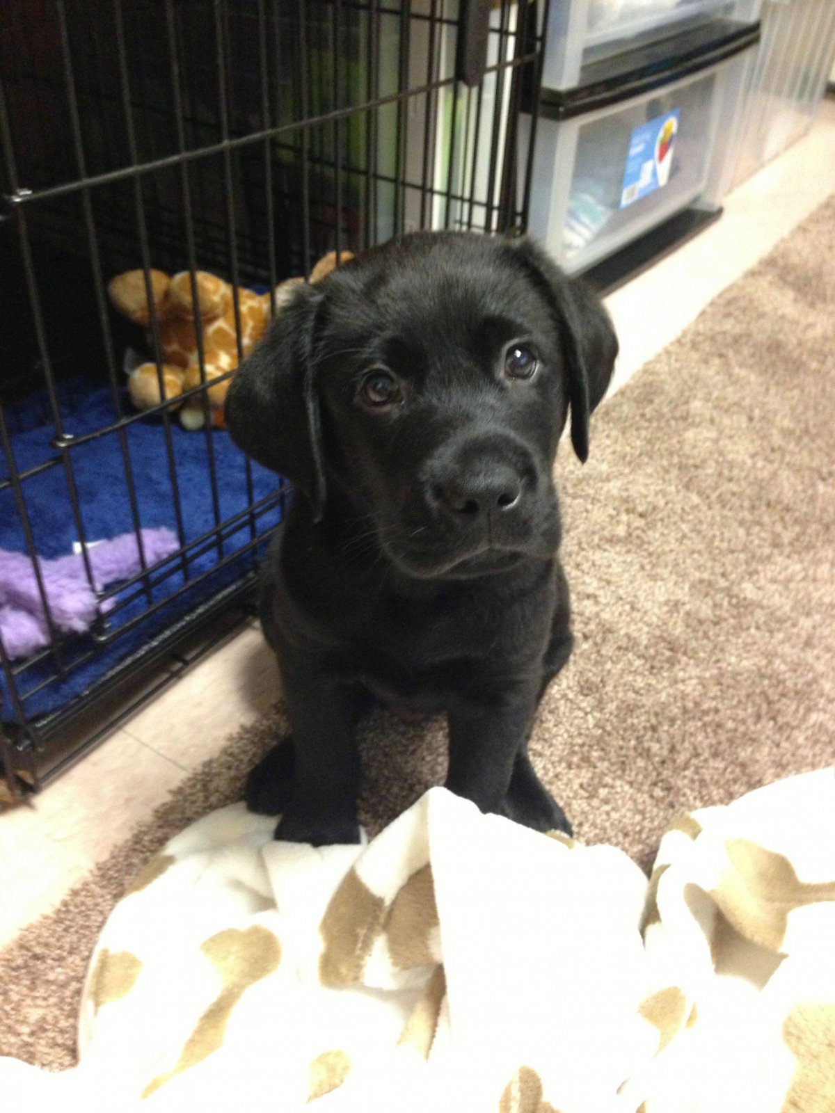 Метис алабая и Болонки