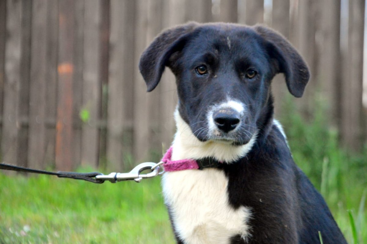 Метис лабрадора и лайки черный