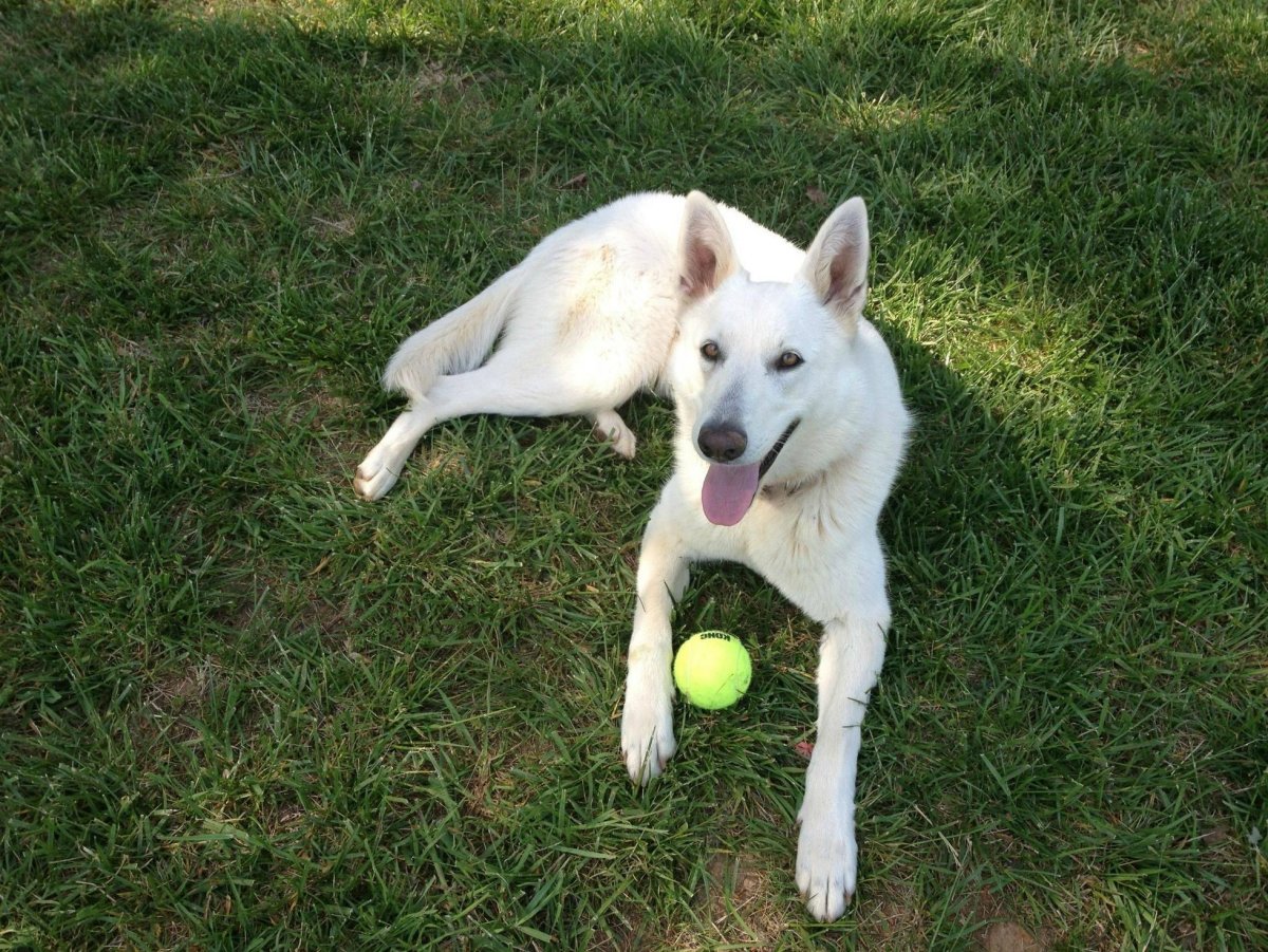 Лабрадор метис белый