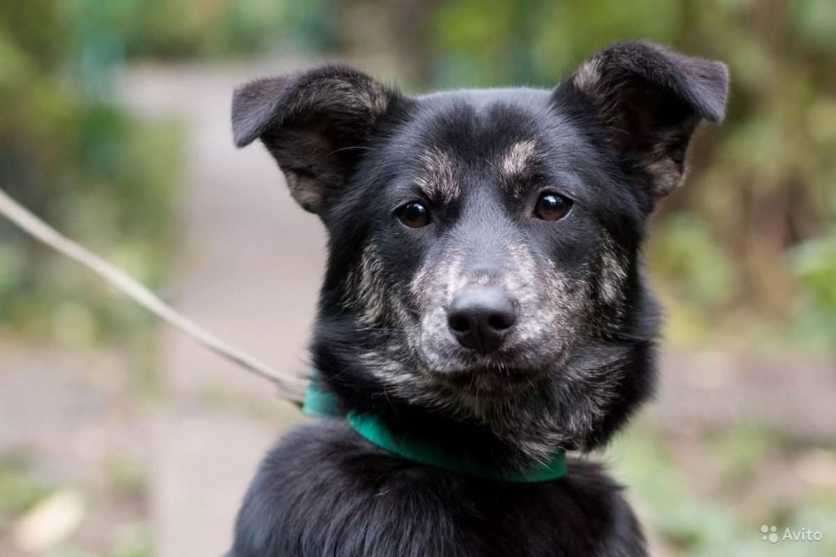 Метис лабрадора и лайки