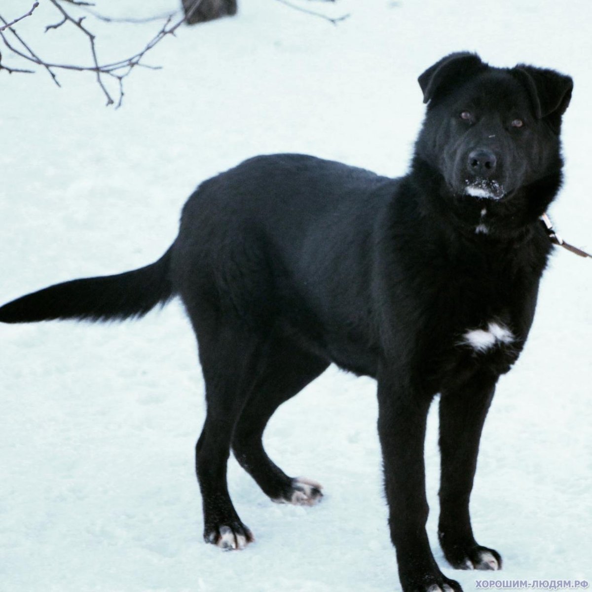 Метис лабрадора