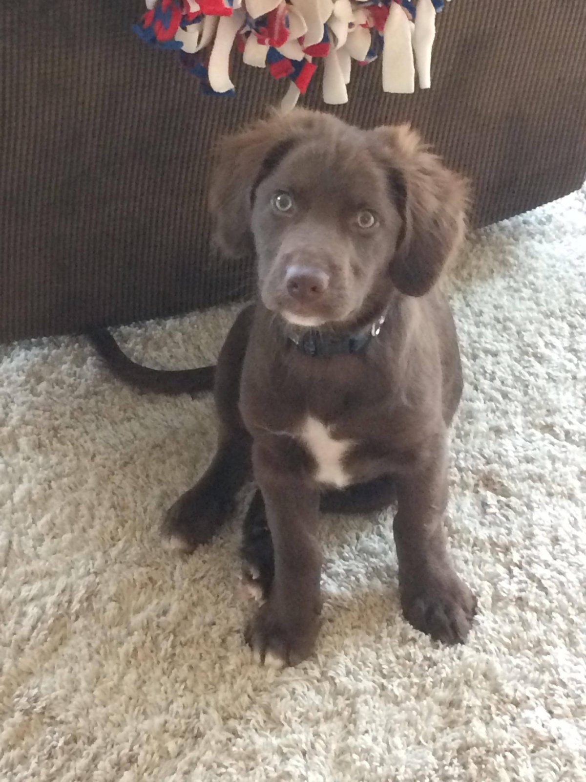 Смесь лабрадора и хаски