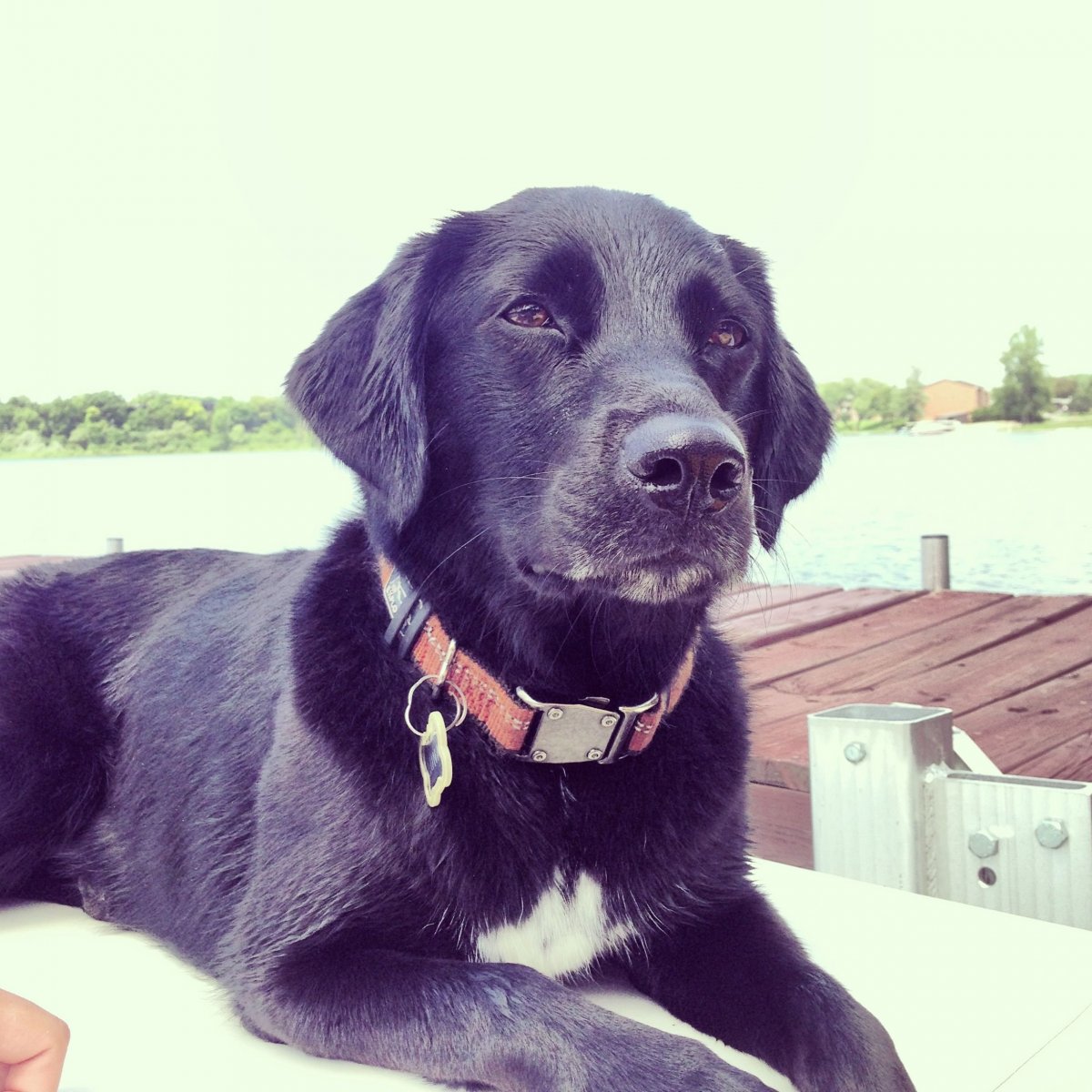 Метис лабрадора 3.4