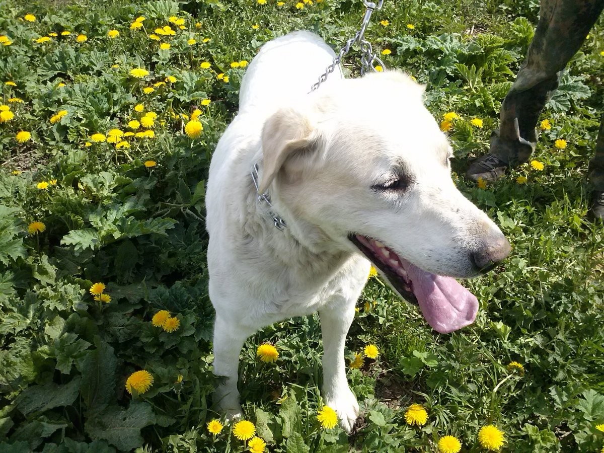 Метис лабрадора и овчарки