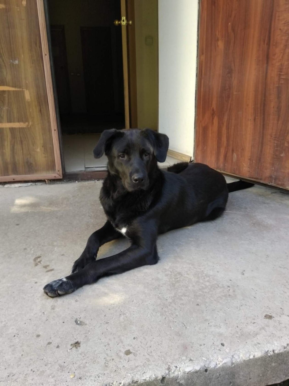 Метис лабрадора и хаски