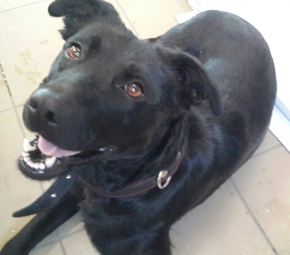 Метис хаски алабая и лайки