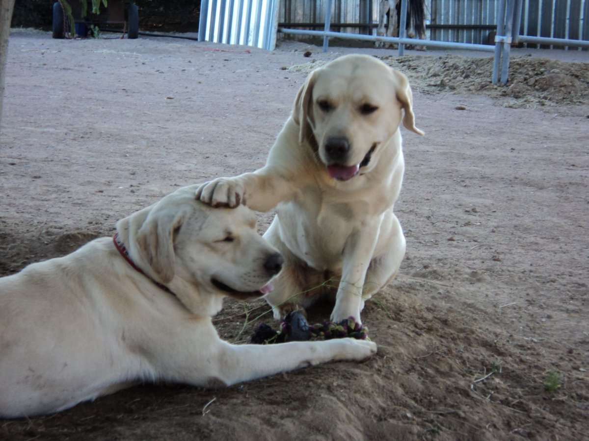 Лабрадор метис черный