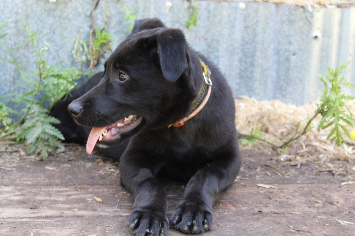 Щенки метисы лабрадора