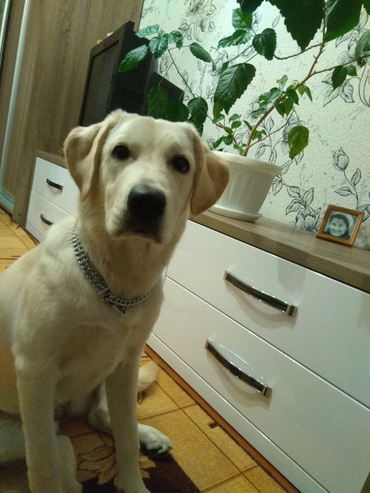 Метис питбуль овчарка белая