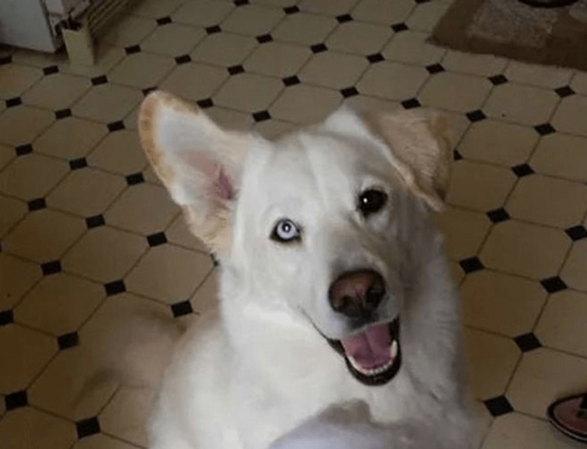 Метис ретривера