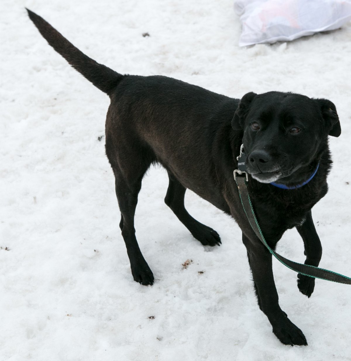 Черная разноглазая собака приют