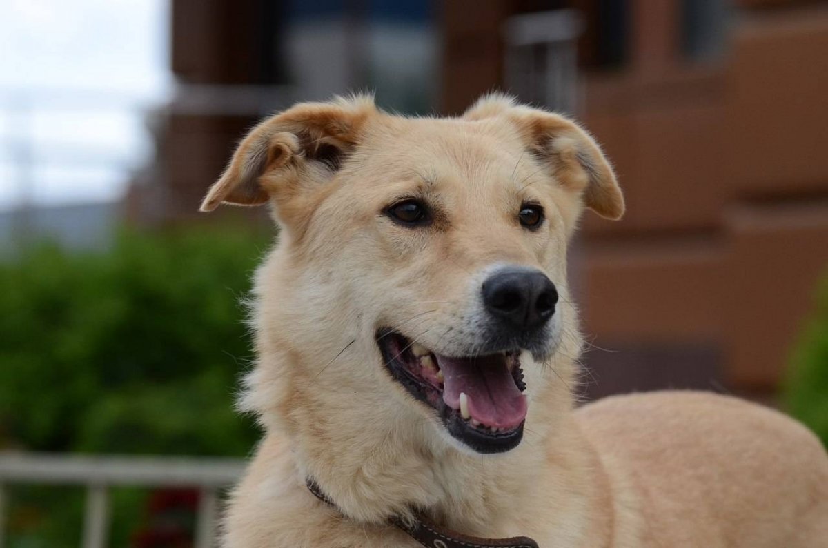 Лабрадор белый метис с хаски