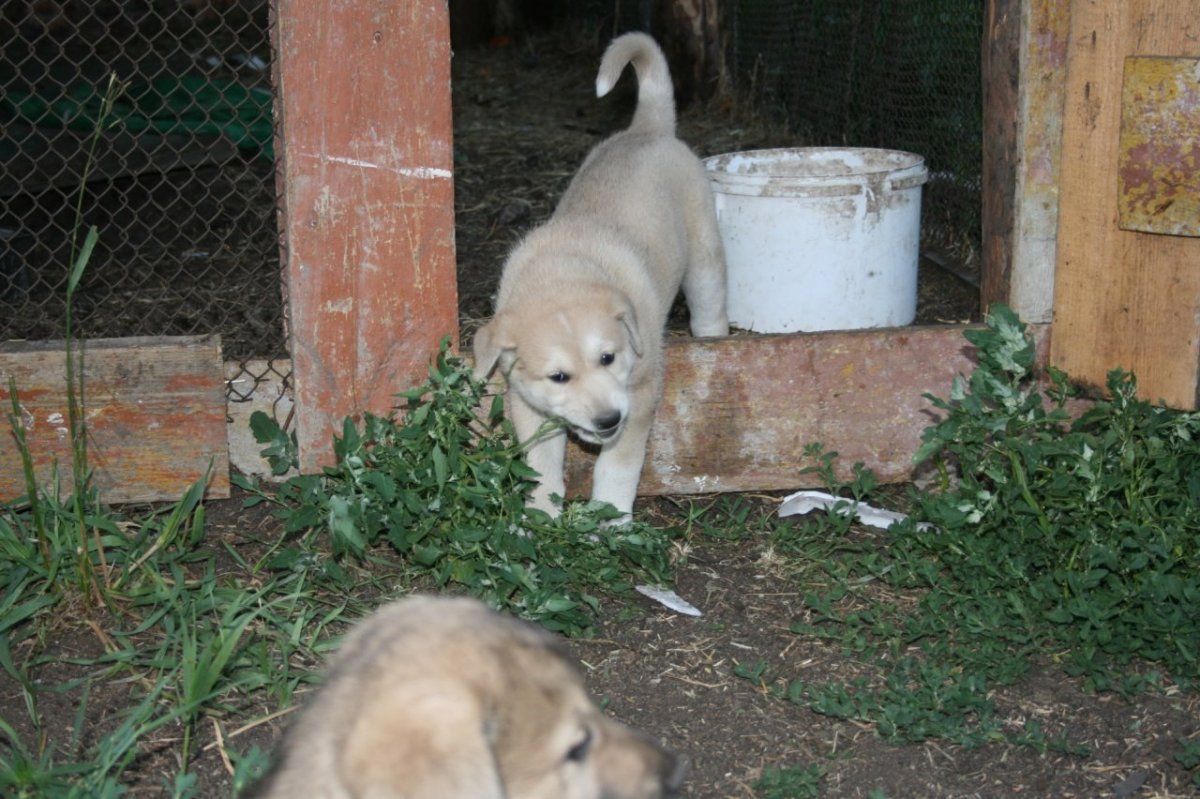 Метис шарпея и дворняги