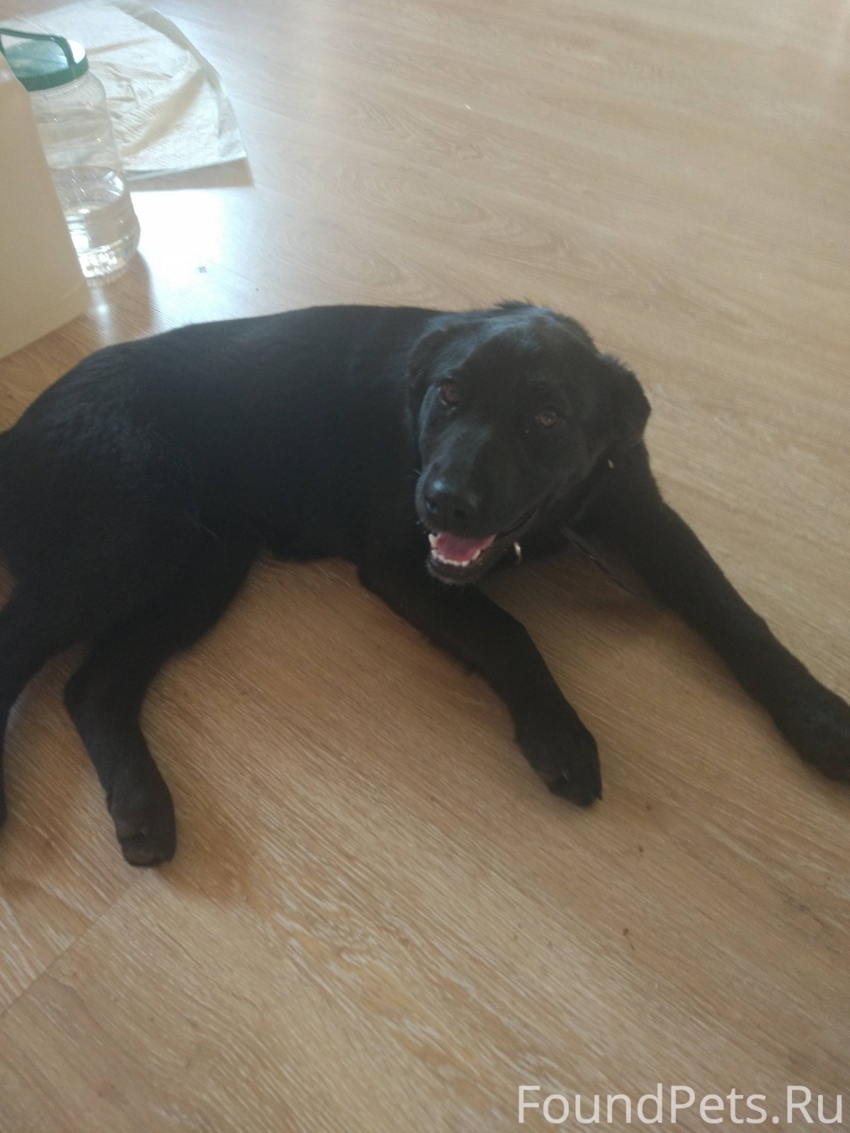 Метис лабрадора 3.4