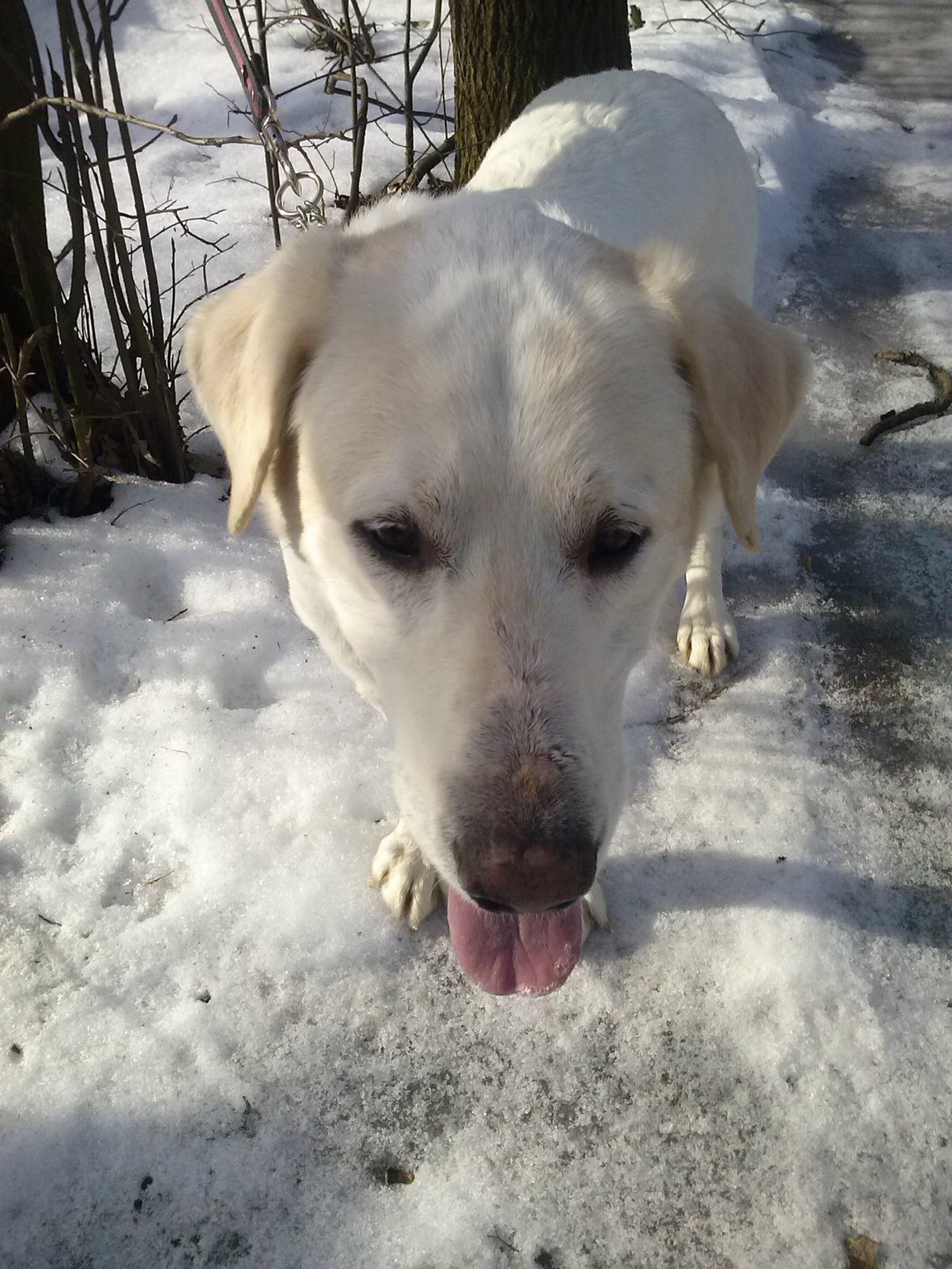 Метис лабрадора и овчарки