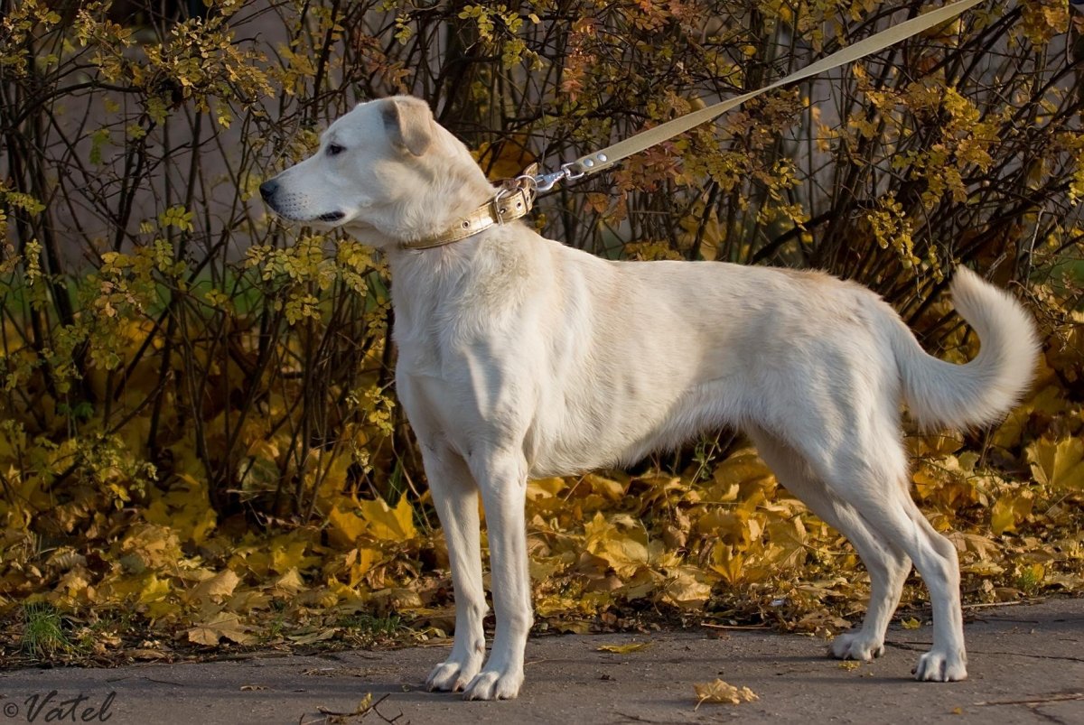 Лабрадор и хаски
