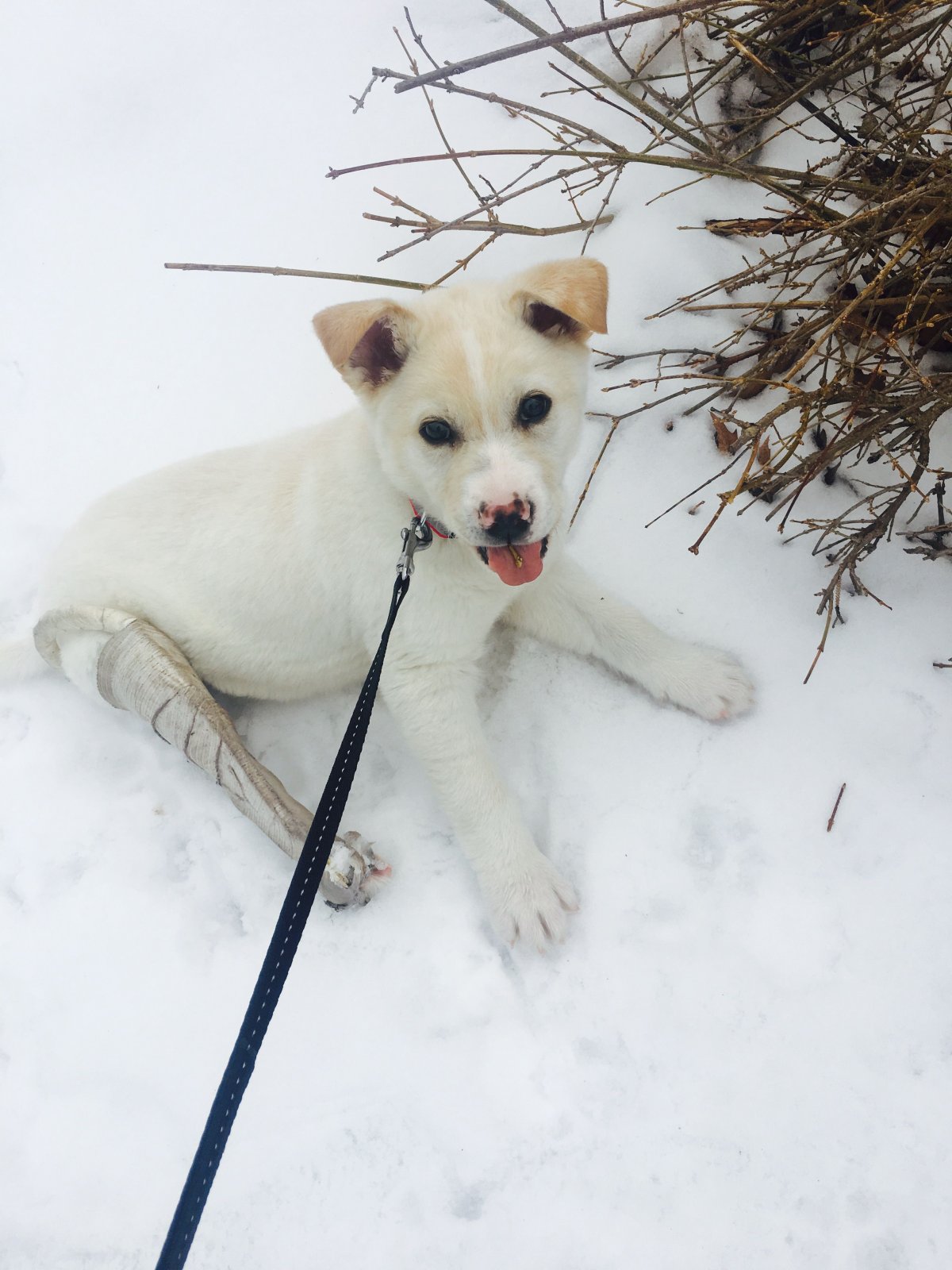 Шарпей с лабрадором