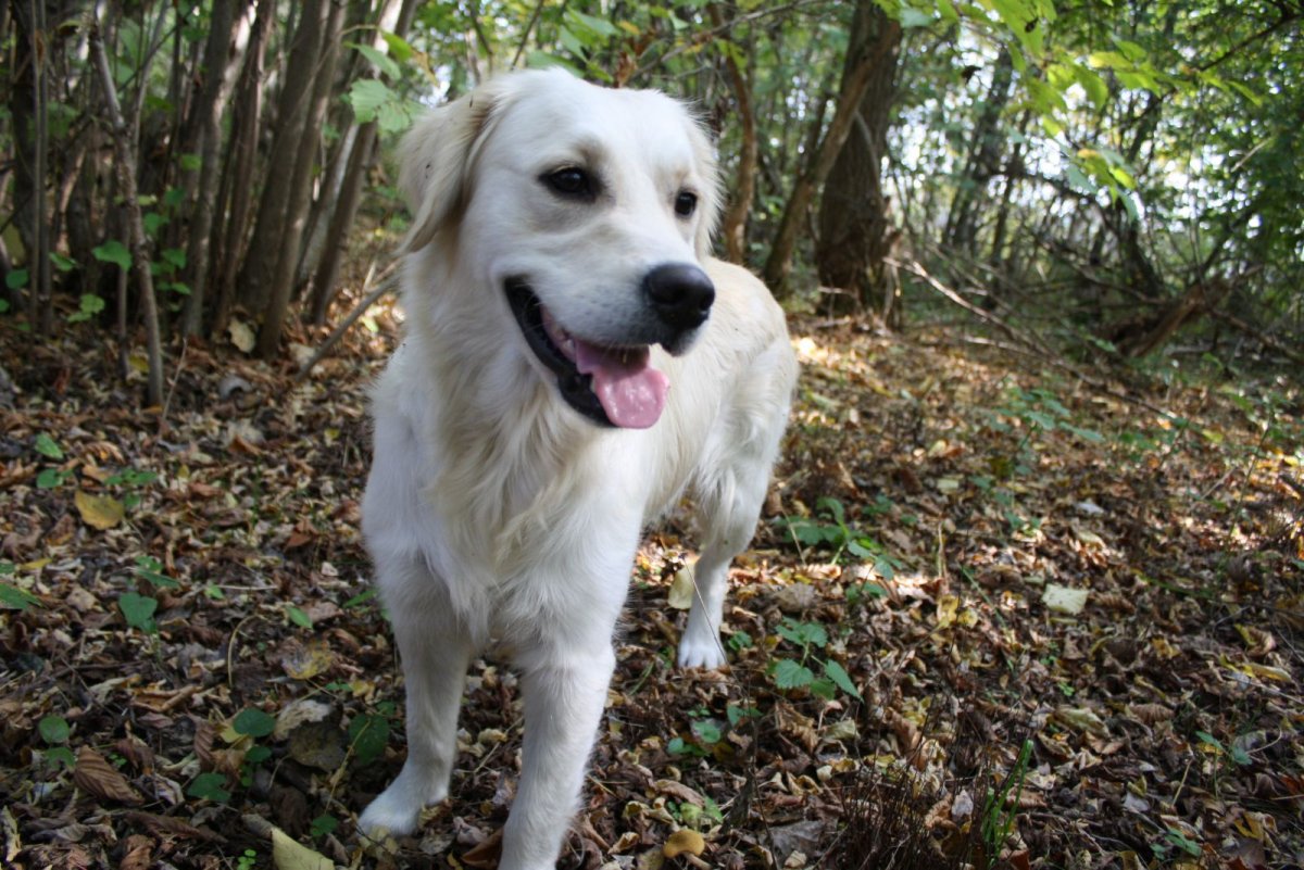 Посмотреть где отдают щенков в Невьянском районе кобель