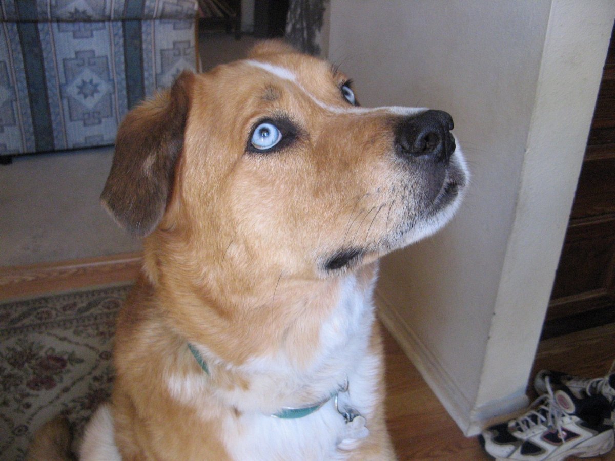 Лабрадор и хаски