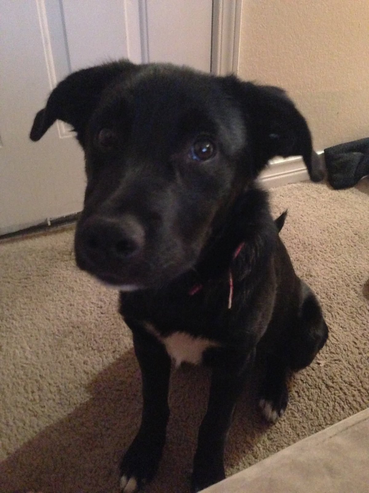 Метис лабрадора и дворняги