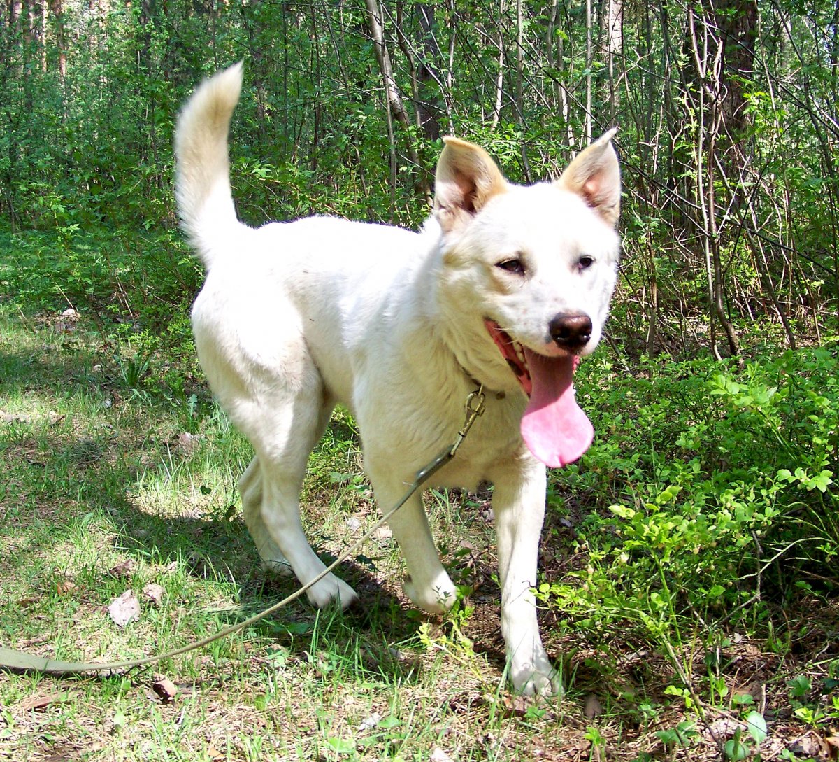 Метис Бигль и лабрадор