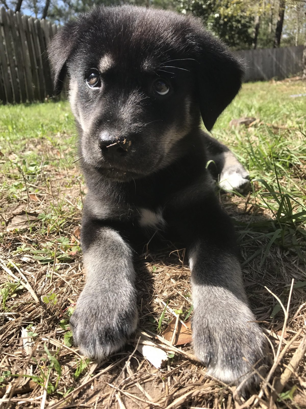 Помесь австралийской овчарки и лабрадора